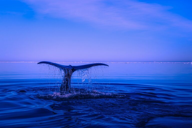 ‘Bitcoin Whales Are Going Parabolic’, Says Crypto Analyst Ali Martinez