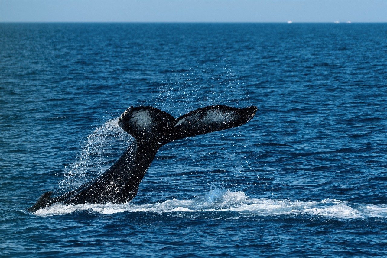 $BTC: Prominent Analyst on Crypto Whales’ Appetite for Bitcoin Amid Market Shakeouts